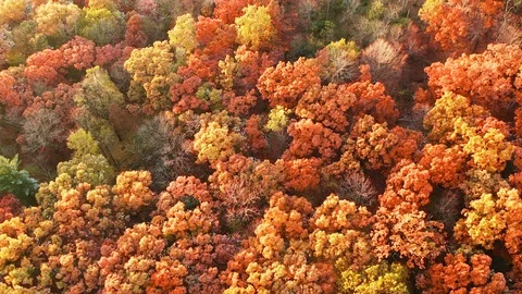 Aerial top-down view  forest, trees at fall season Video stock 119131551
