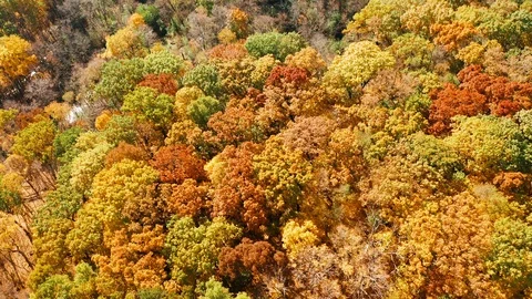 Aerial top-down view  forest, trees at fall season Stock Footage 119241508