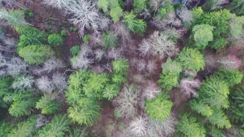 Aerial top down view on forest with green spruce trees and leafless trees Stock Footage 131860880