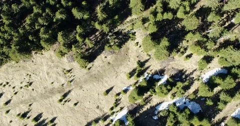 Aerial top down view of forest in the alps and dirt road. Sunny day Stock Footage 132024359