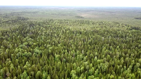 Aerial top down view on forest in the summer. Drone shot flying over tree tops Stock Footage 135069847