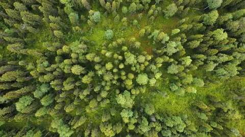 Aerial top down view on forest in the summer. Drone shot flying over tree tops Stock Footage 135070104