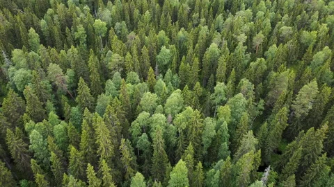Aerial top down view on forest in the summer. Drone shot flying over tree tops Stock Footage 135071783