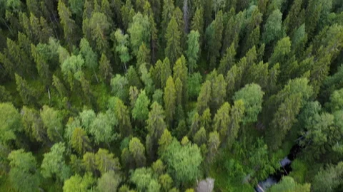Aerial top down view on forest in the summer. Drone shot flying over tree tops Stock Footage 135072150