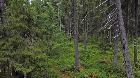 Aerial top down view on forest in the summer. Drone shot flying over tree tops Stock Footage 135077917
