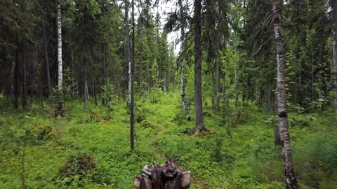 Aerial top down view on forest in the summer. Drone shot flying over tree tops Stock Footage 135078425