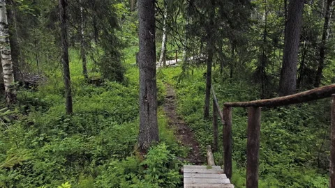 Aerial top down view on forest in the summer. Drone shot flying over tree tops Stock Footage 135080948