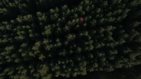 Aerial Top Down View On Forest in Autumn. Drone Flying Over Treetops Stock Footage 141504227