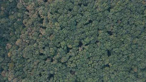 Aerial top down view of forest in the late summer. Over tree tops. Stock Footage 141578136