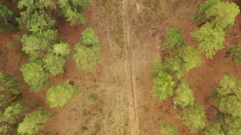 Aerial top down view in forest in the autumn. Drone shot flying over treetops Stock Footage 161541150