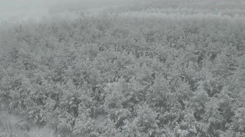 Aerial Top Down View Of The Forest In Winter Landscape. Video stock 165698280