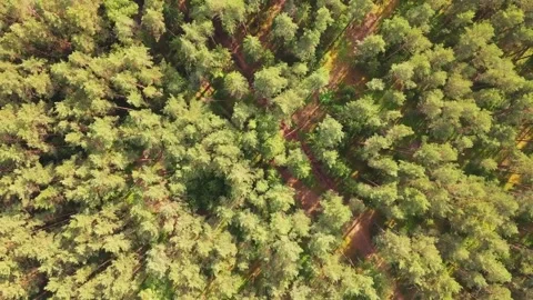 Aerial top down view of the forest. Drone is zooming out Stock Footage 170129724