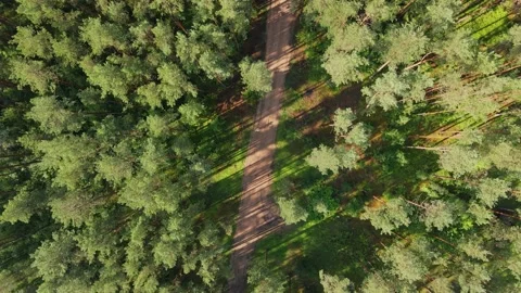 Aerial top down view of the forest. Drone is zoom in Stock Footage 170129855