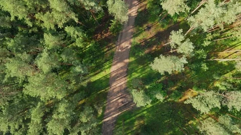 Aerial top down view of the forest. Drone is zooming out Stock Footage 170129887
