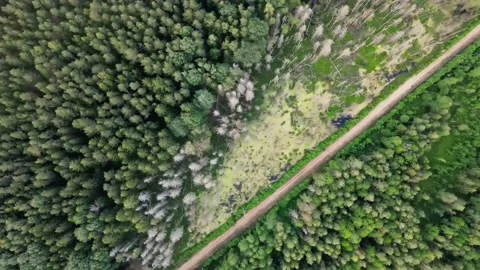 Aerial top down view of the forest. Drone is zoom in Stock Footage 170130062