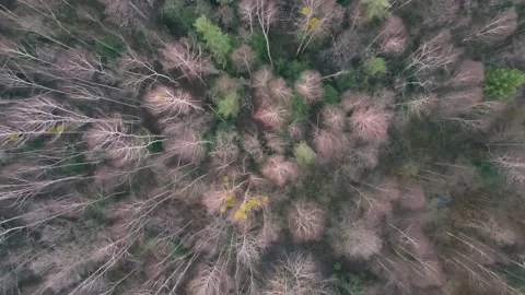 Aerial top down view of the forest. Drone is zooming Stock Footage 170139384