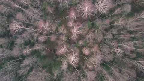 Aerial top down view of the forest. Drone is zooming Stock Footage 170139447