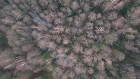 Aerial top down view of the forest. Drone is zooming Stock Footage 170139485