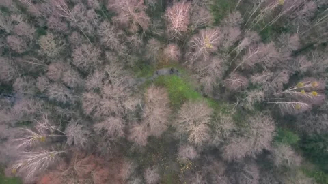 Aerial top down view of the forest. Drone is zooming Stockbeeldmateriaal 170139562
