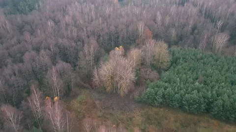 Aerial top down view of the forest. Drone is zooming Stock Footage 170140507