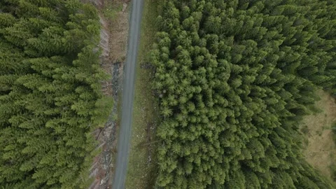 Aerial top down view of a forest, trees and a road with slow movement. 스톡 동영상 205865025