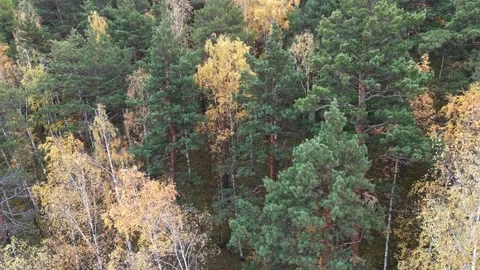 Aerial top down view in forest in the autumn. Drone shot Stock Footage 218227787