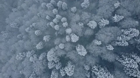 Aerial top down view of forest during a snow storm Stock Footage 231546600