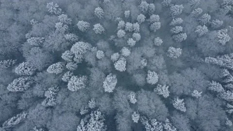 Aerial top down view of forest during a snow storm Stock Footage 231546623