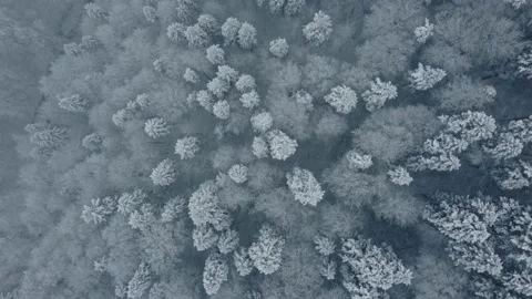 Aerial top down view of forest during a snow storm Stock Footage 231546631