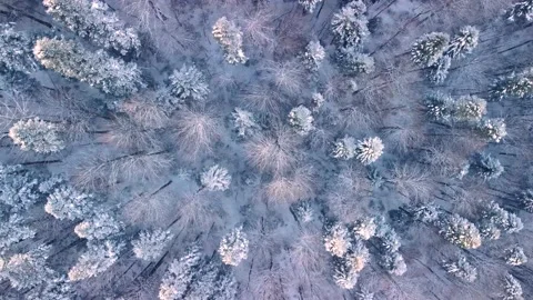 Aerial top down view of forest during the winter season while snowing Stock Footage 232061045