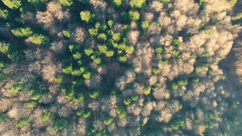 Aerial top down view of forest in morning light Stock Footage 234808805