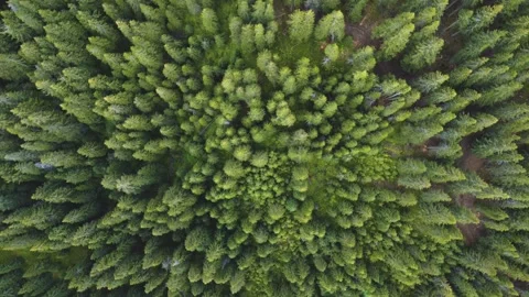Aerial top down view of forest in Carpathian Mountains, Romania Stock Footage 247545576