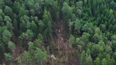 Aerial Top-Down View of Forest with Visible Signs of Deforestation Stock Footage 294338820