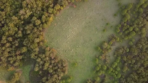 Aerial Top-Down View of Forest Trees and Sunlight Over Small Hills Stock Footage 320198404