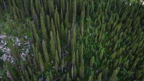  Aerial Top Down View of Forest Canopy and Deadwood - Copy Space Video stock 332205051