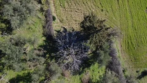 Aerial top down view of forest edge with wild vegetation and pasture Stock Footage 337458918