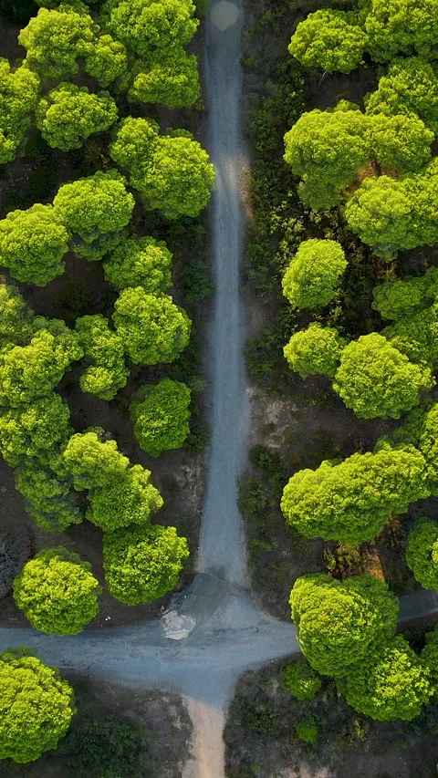 Aerial Top Down View Of Forest Path In El Rompido Spain Stock Footage 340571523