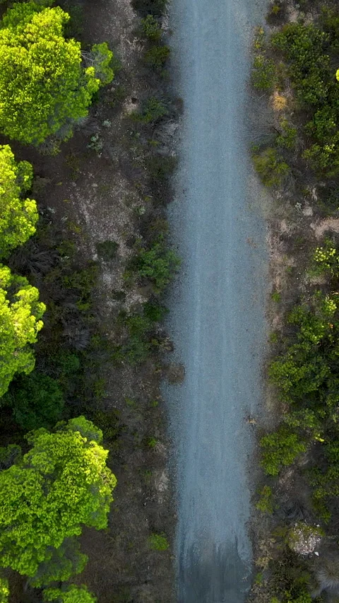 Aerial Top Down View Of Forest Road In El Rompido Spain 库存影片 340904771