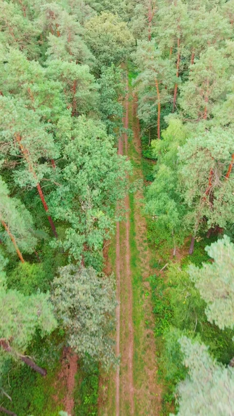 Aerial Top-Down View of Forest Path 動画素材 345424914