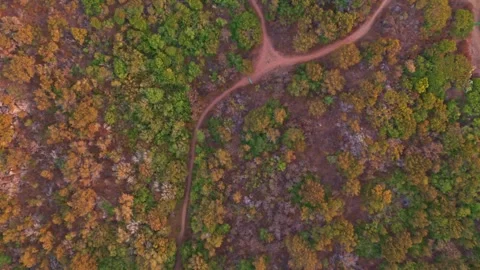 Aerial top down view of forest dirt paths and trails Stock Footage 345664962
