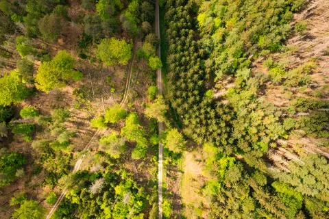 Aerial top down view on forest trail Stock Photos