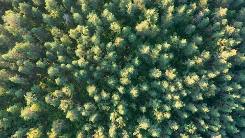 Aerial top down view on the forest.Camera move forward Stock Footage 113160151