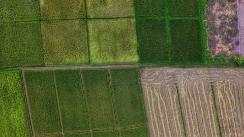 Aerial top down view of geometric rice fields and rural road 스톡 동영상 334520201