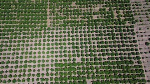 Aerial top down view of geometric orange orchard with aligned trees Stock Footage 343946224