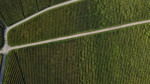 Aerial Top Down View of Geometric Vineyard Layout and Texture Lines in Stock Footage 347080340