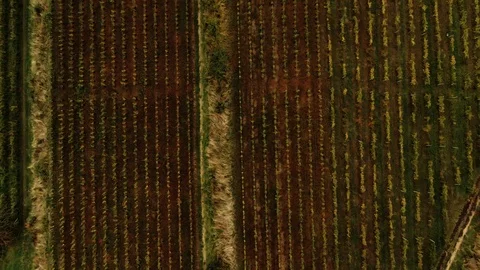 Aerial top down view of geometrical patterns of a terraced vineyard Video stock 119205719