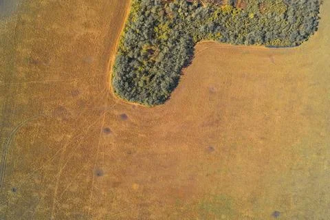 Aerial Top Down View of Golden Dry Field and Contrasting Forest Edge. Nature Stock Photos