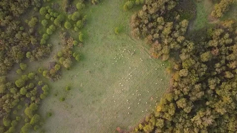 Aerial Top-Down View of Grazing Animals in Forest Clearing Stock Footage 320198501