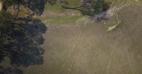 Aerial top down view of green pastures with black cows and water tank Stock Footage 97423273