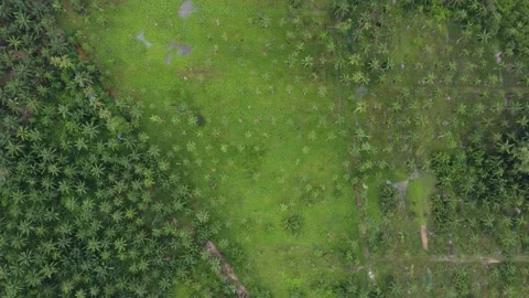 Aerial top down view green coconut palm tree farm Stock Footage 206817482